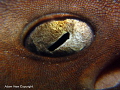   Wicked eye. eye  